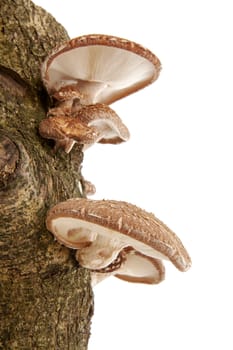 Tree trunk with Shiitake mushrooms over white background