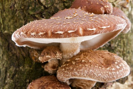 Tree trunk with Shiitake mushrooms in closeup