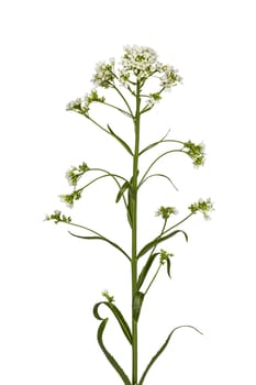 Flower horseradish (Armoracia P. Gaertn), isolated on white background