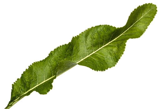 Fresh horseradish leaf (Armoracia P. Gaertn), isolated on white background