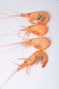 prawn Shrimp