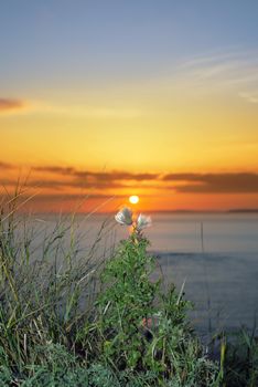 beautiful yellow sunset over loop head with the wild tall thistles on the wild atlantic way in ireland