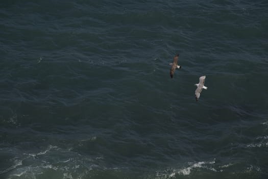 Seagulls flying over the water of the Black Sea in the Crimea in the summer.







Seagulls over the sea.