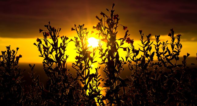 wild atlantic way sunset over the ballybunion county kerry coastline with wild flowers in foreground