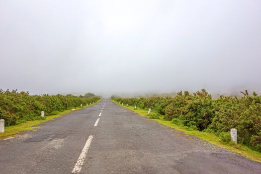 Road with fog ahead - green nature around