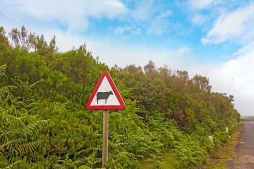 Cow warning road sign