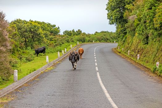 Cows walking on the road - green nature around, on the island of Madeira