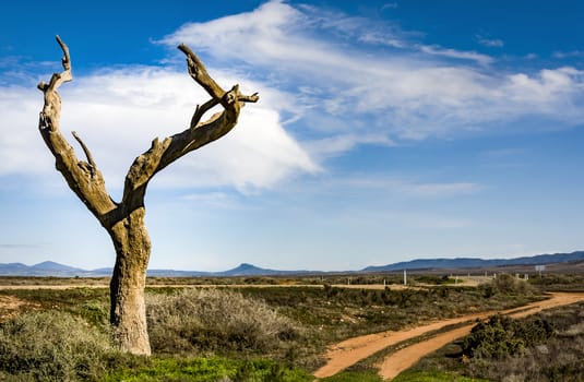 wild landscape in the australian outback, south australia