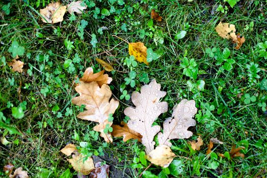 Several brown oak leaves on wet green grass
