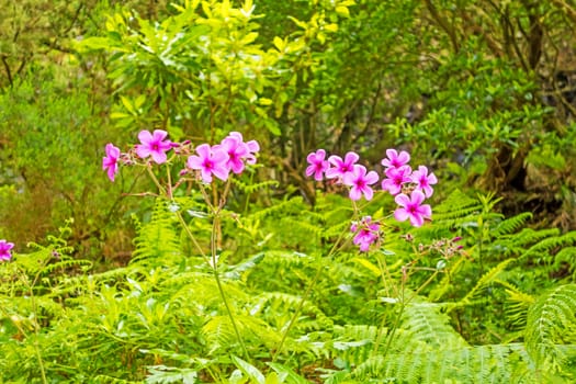 typical flowers on tropical wayside in spring - island Madeira, Portugal