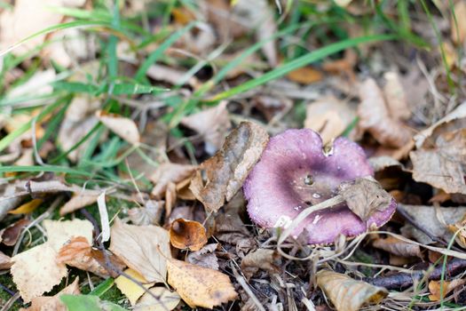 Purple mushroom in an autumn forest
