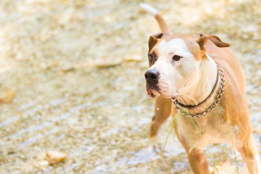 Brown and white American staffordshire terrier dog wearing collar playing in shallow riverbed.