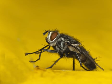 Flesh fly- Sarcophaga carnaria







on yellow leaf