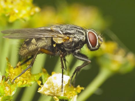 A house fly (Musca domestica) perching on a flower