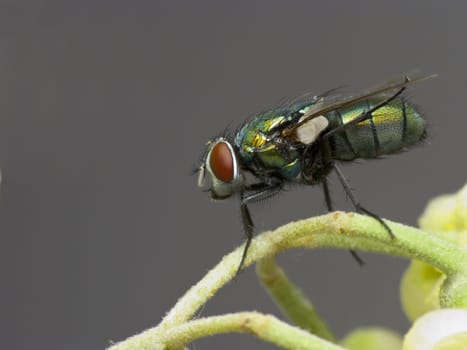 Fly on flower. Diptera