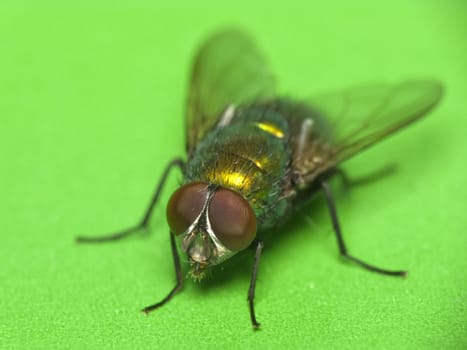Close-up of a green-bottle fly