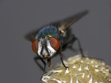 Close up shot of a fly on a flower- very shallow depth of field
