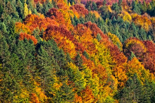 Beautiful view of autumn trees with colorful vivid foliage