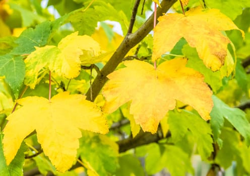 yellow autumn leaves with green leaves in background on beautiful park