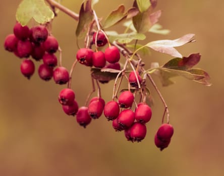 red berries on the branches, on autumn golden color style, christmas atmosphere coming