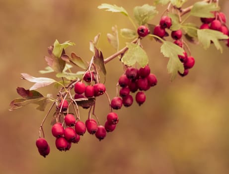 red berries on the branches, on autumn golden color style, christmas atmosphere coming