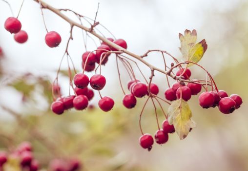 red berries on the branches, on autumn color style under daily light, christmas atmosphere coming