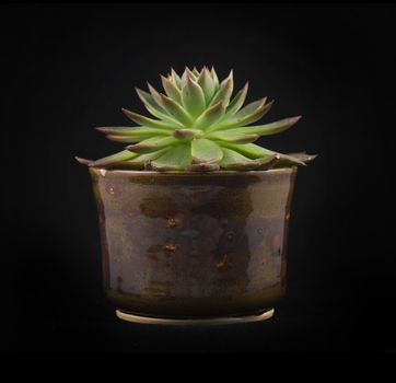 Potted miniature succulent plant isolated on black background