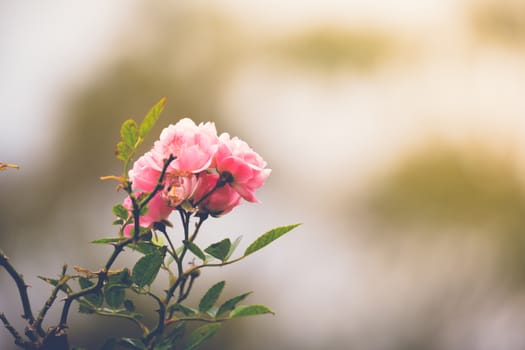 Roses in the garden filtered, Roses are beautiful with a beautiful sunny day.