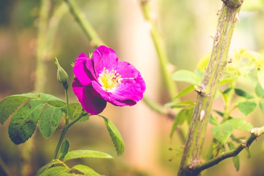 Roses in the garden filtered, Roses are beautiful with a beautiful sunny day.