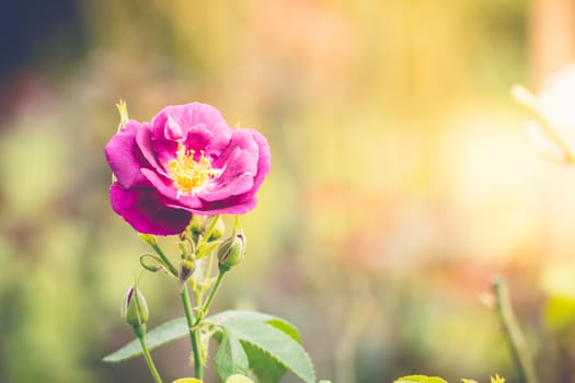 Roses in the garden filtered, Roses are beautiful with a beautiful sunny day.