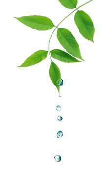 Ecology symbol. Nice twig with green leaves and water drops on white background