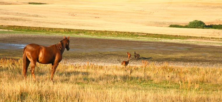 Nature in south Sweden in the province of Sk�ne