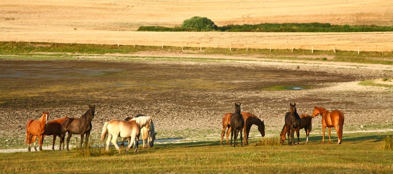 Nature in south Sweden in the province of Sk�ne
