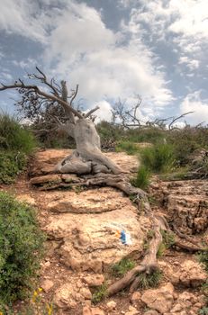 Dry and dead trees after fire in a forest