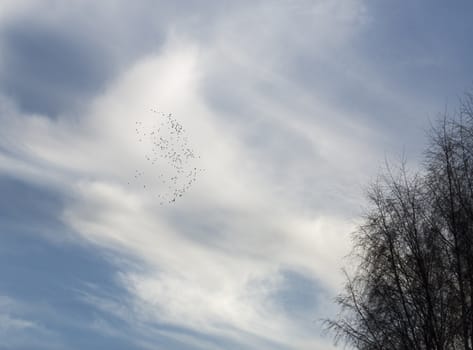 Flock of Birds with Birch Trees and Partly Cloudy Skies.