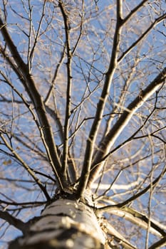 Inside Birch Tree Late Autumn