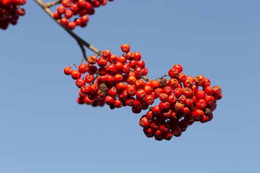 Rowan Fruit in Autumn with a clear blue sky behind it.