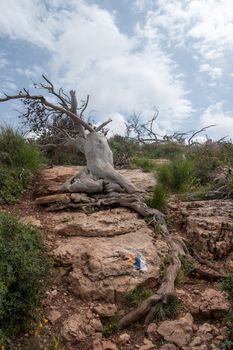 Dry and dead trees after fire in a forest