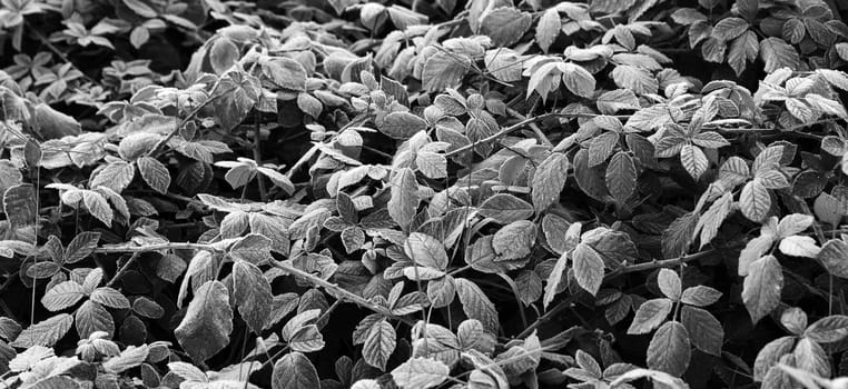 Picture of a first frost on a blackberry leaves