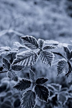 Picture of a first frost on a blackberry leaves