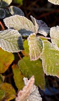 picture of a First frost on a plants  in november morning