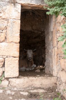 Travel in Israel - farm cow inside ruins building7