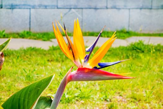 Strelitzia, crane flower, bird of paradise