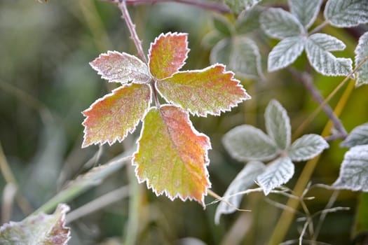 picture of a First frost on a plants  in november morning