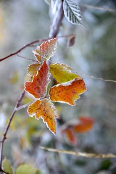 picture of a First frost on a plants  in november morning