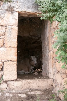 Travel in Israel - farm cow inside ruins building7