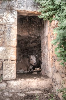 Travel in Israel - farm cow inside ruins building7