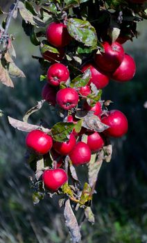 Picture of a red organic apples in an orchard