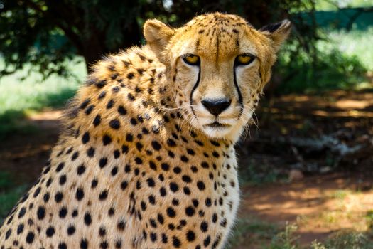 South African Cheetah (Acinonyx Jubatus) stares intensely into the camera with its yellow eyes.