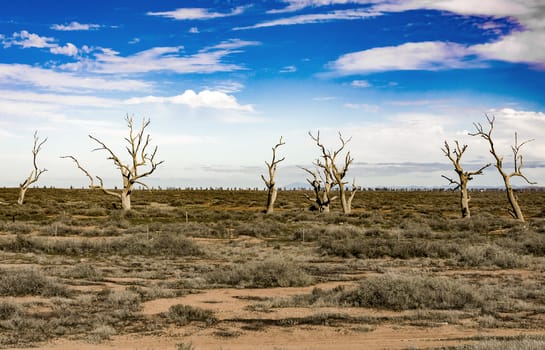 isolated trees in the australian outback